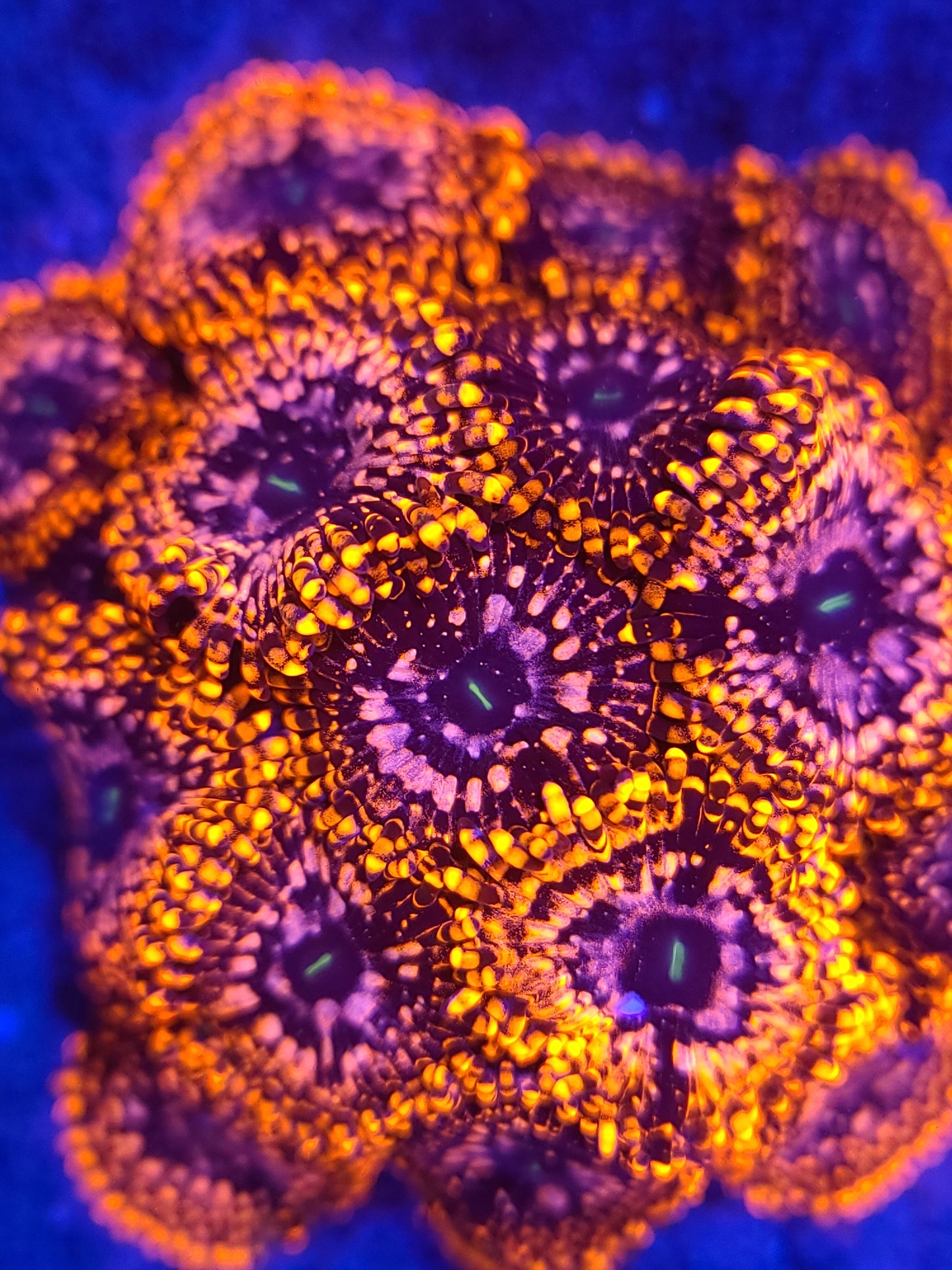 AC Utter Chaos Zoa