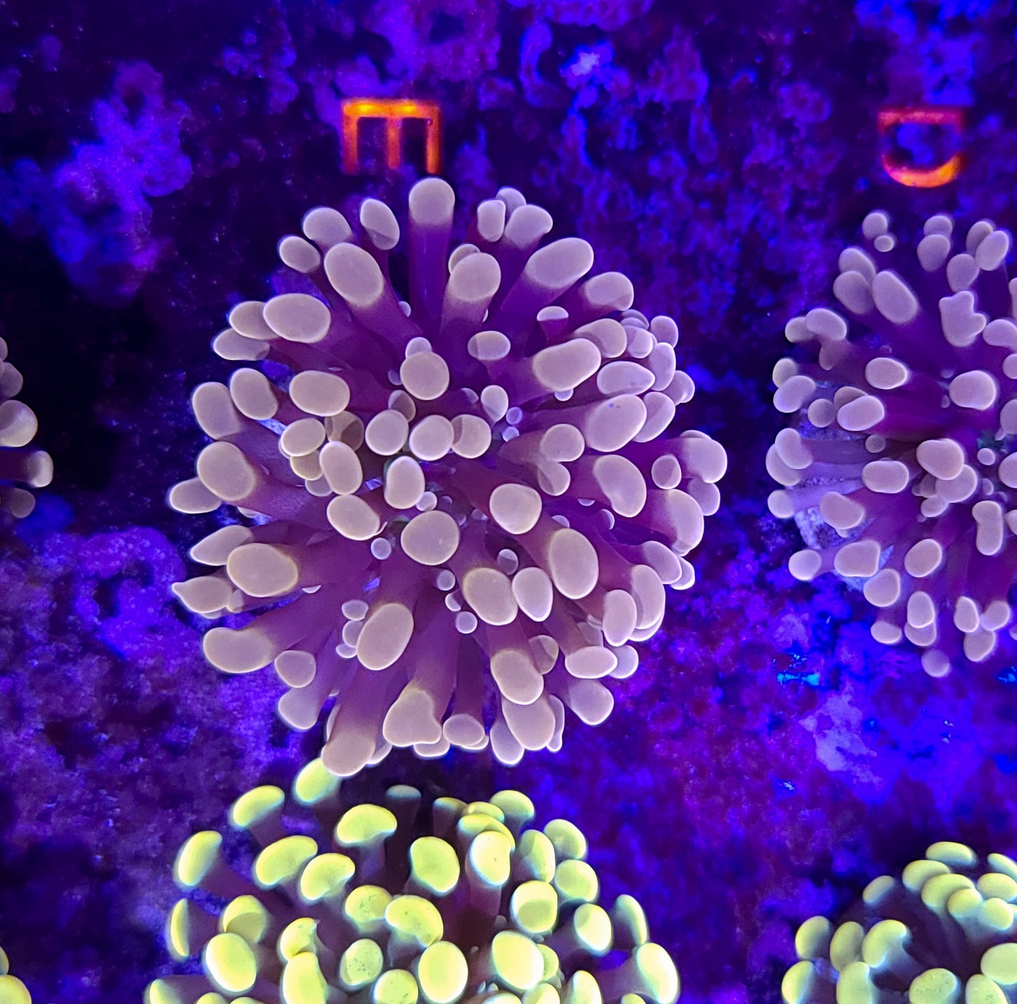 Frogspawn T10ER2E1
