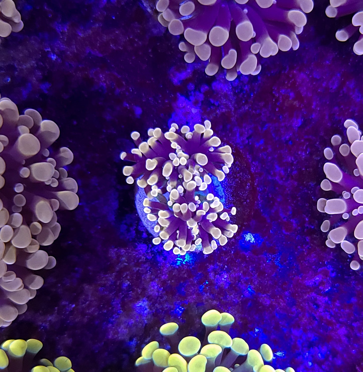 Frogspawn T10ER2B2