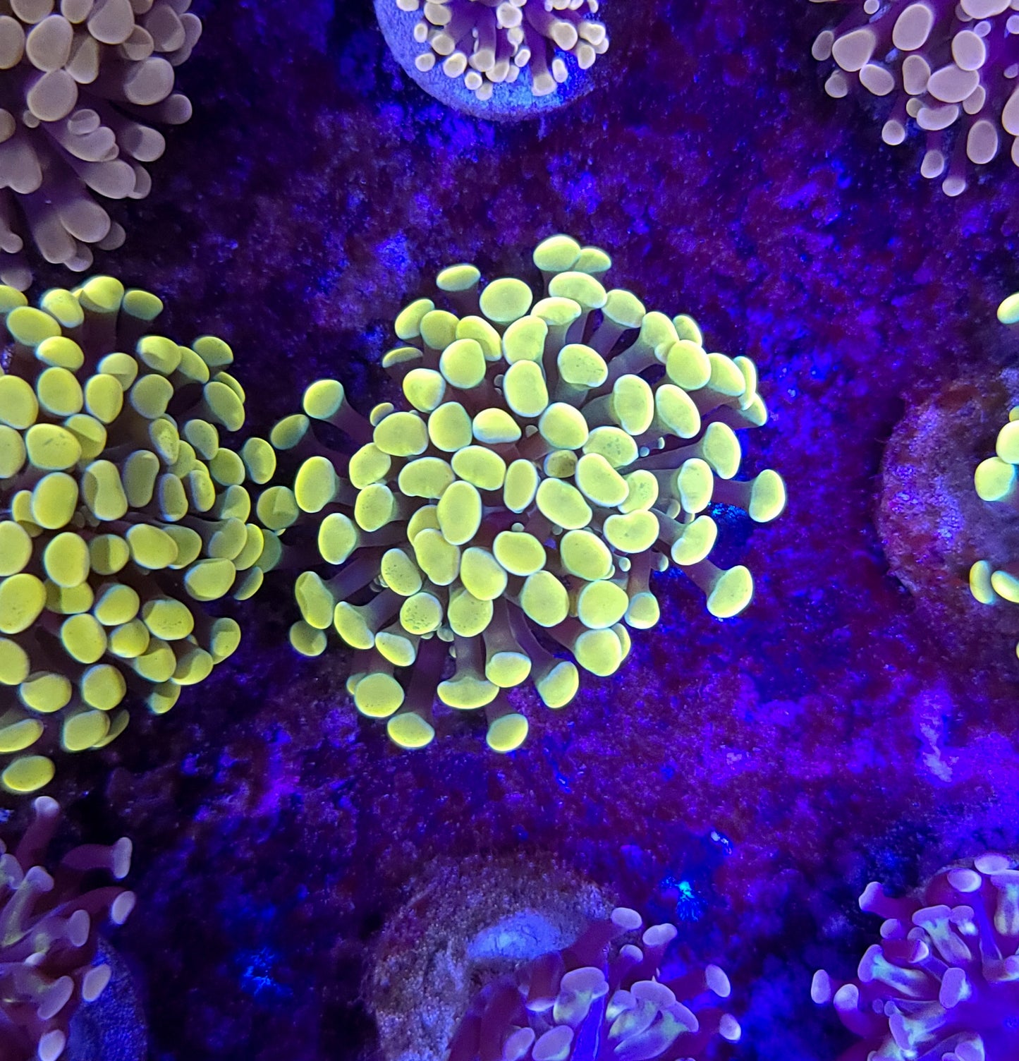 Frogspawn T10ER2B3