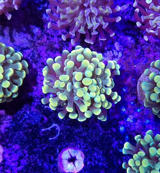 Frogspawn T10ER2F5