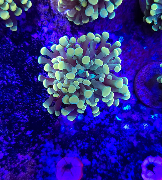 Frogspawn T10ER2E6