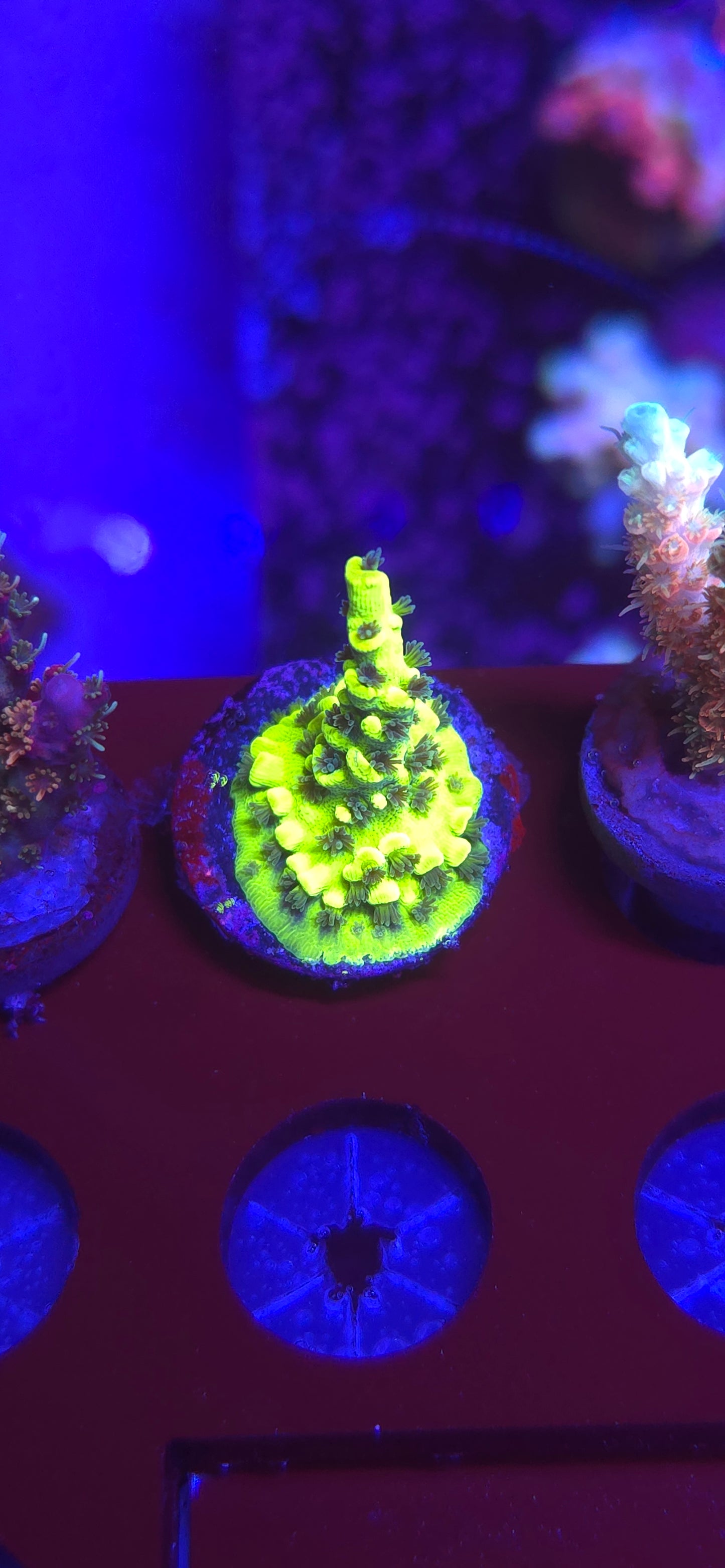 AC Pineapple Juice Acro WYSIWYG