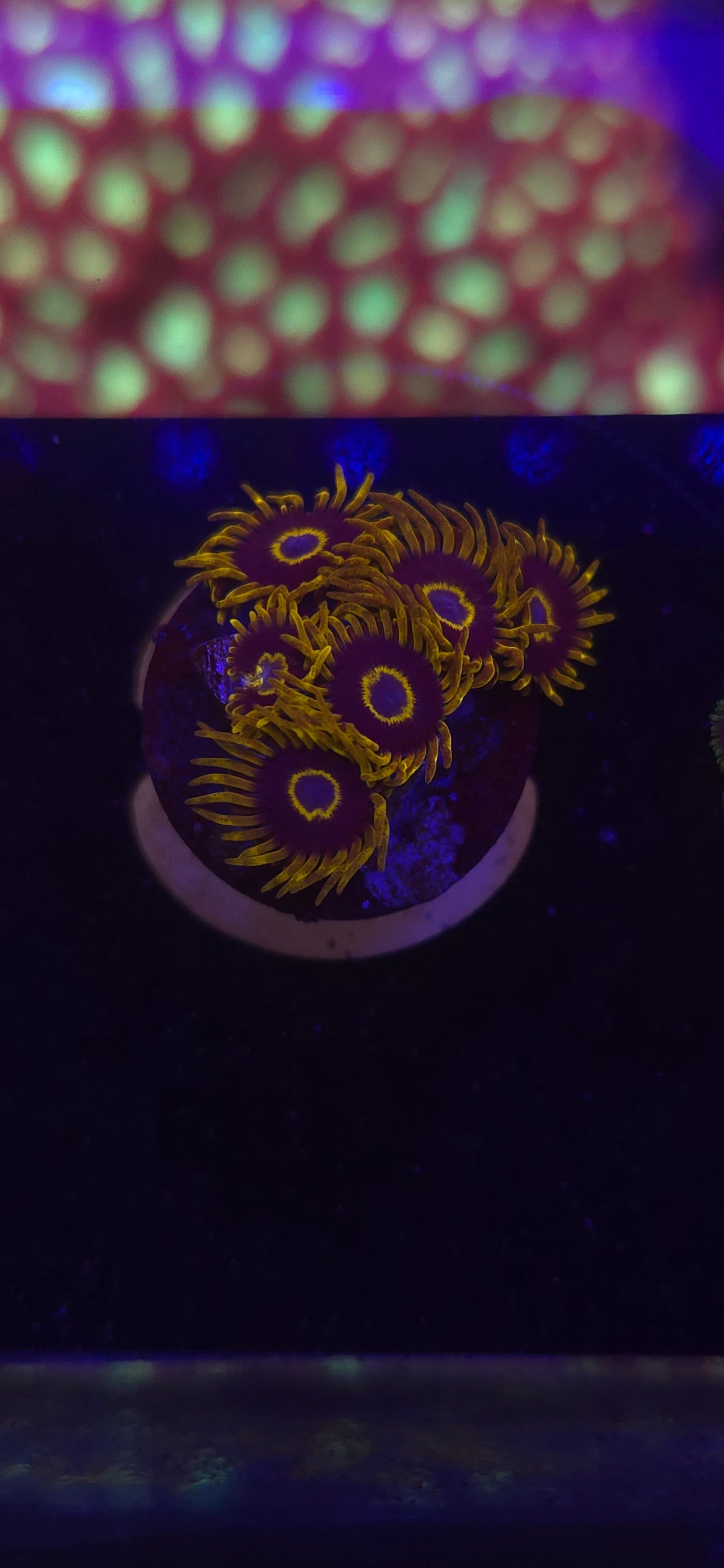 AC Purple Hornet #2 WYSIWYG