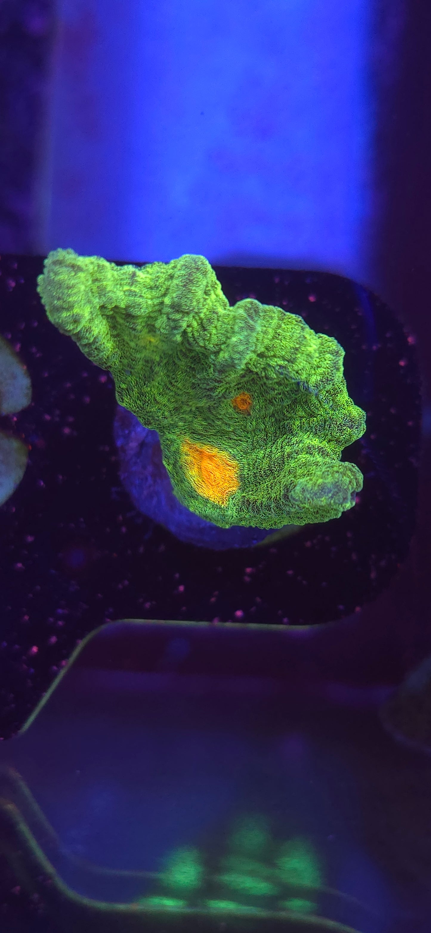 AC Space Invader Pectinia WYSIWYG