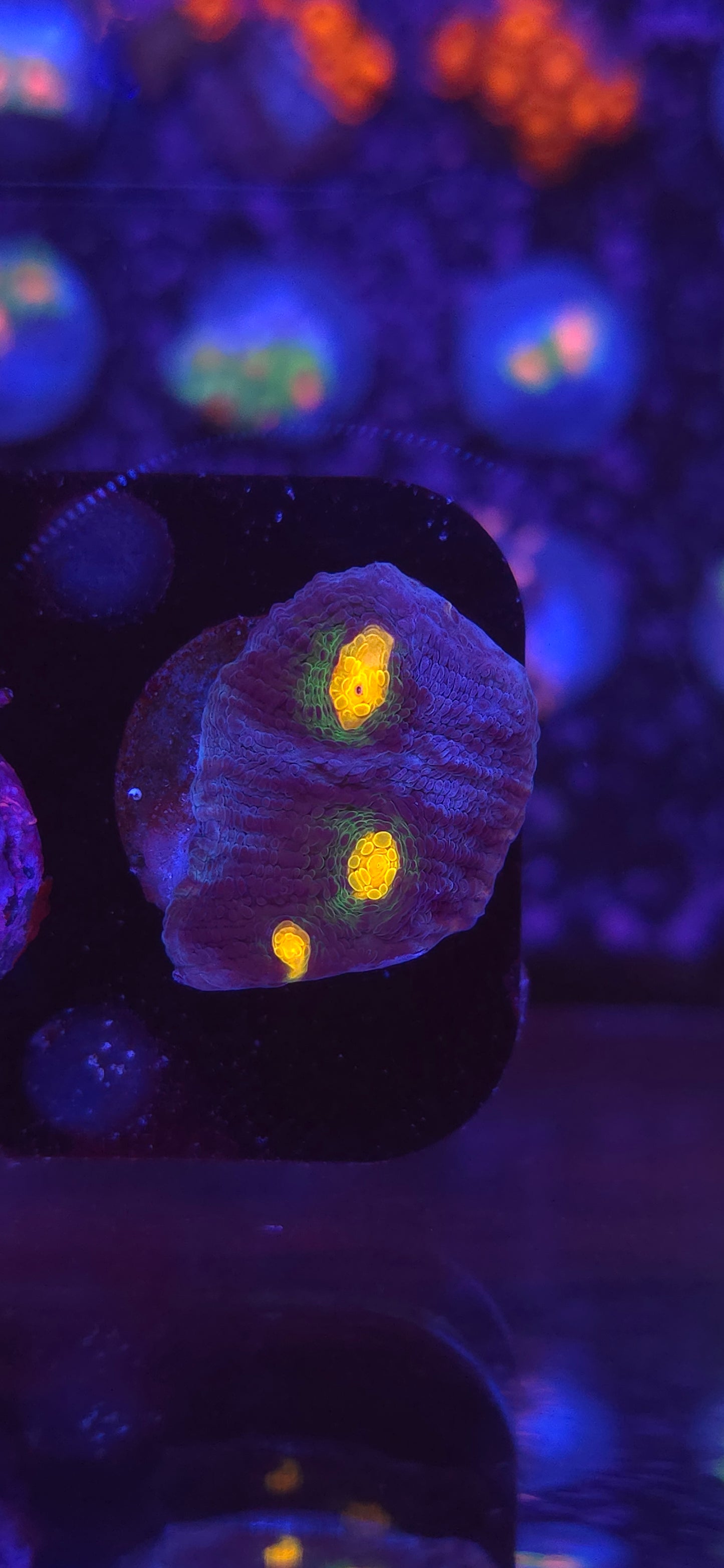 AC Reverse Rampage Chalice #2 WYSIWYG