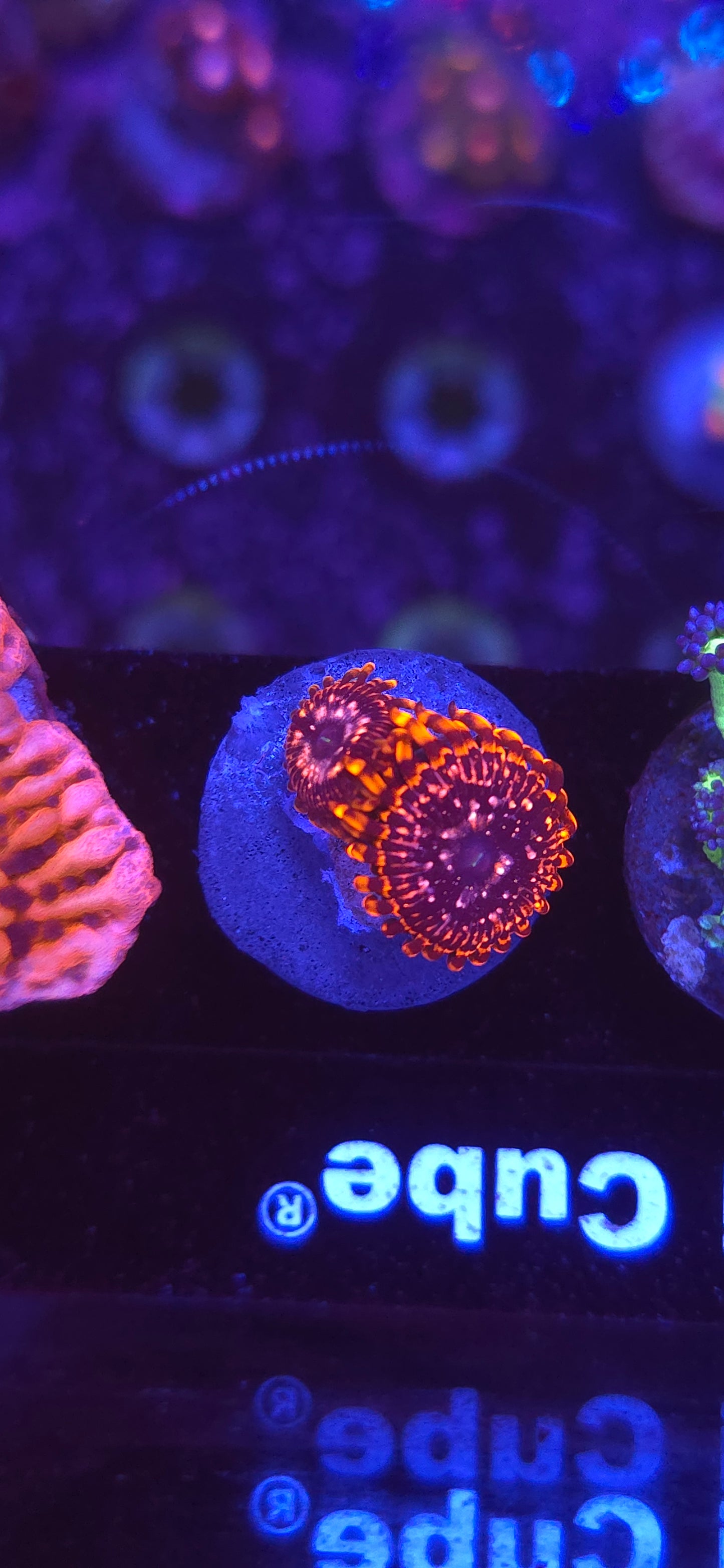 AC Utter Chaos Zoa #3 WYSIWYG