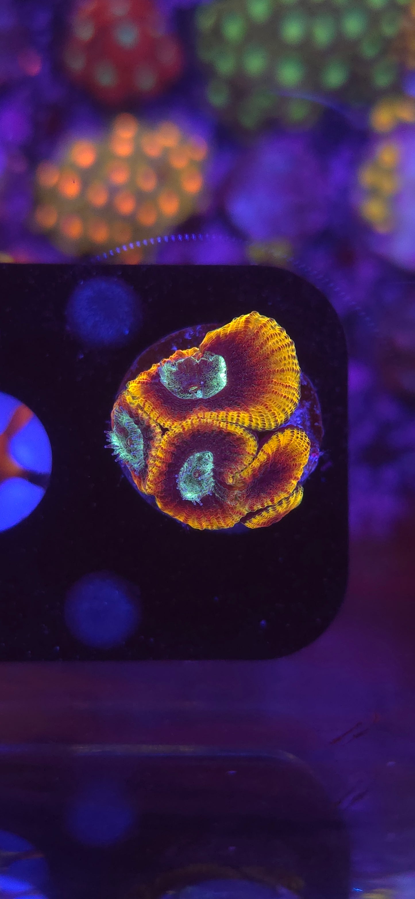 AC Ultron Favia WYSIWYG