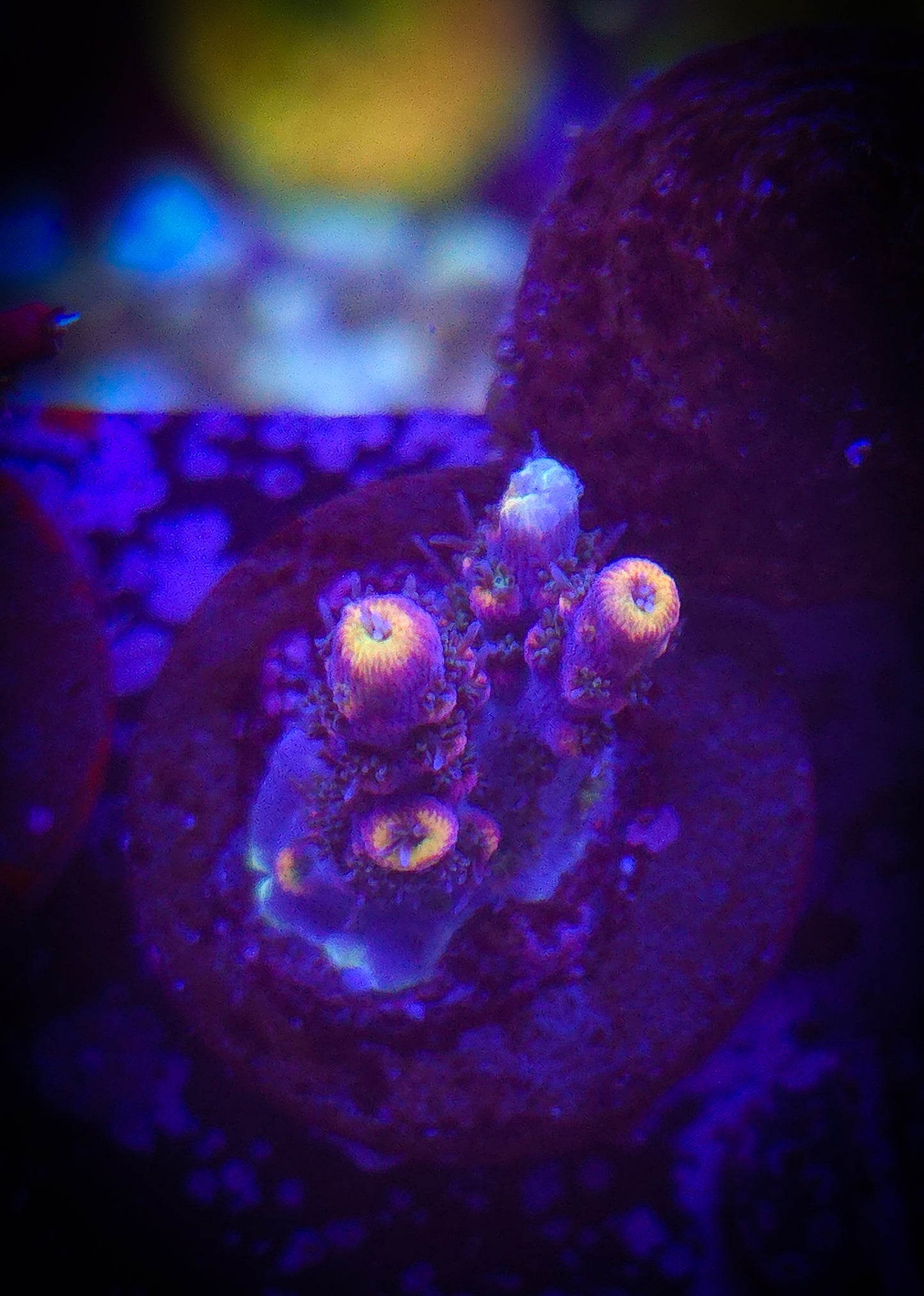 AC LRO Jamba Juice Acro WYSIWYG