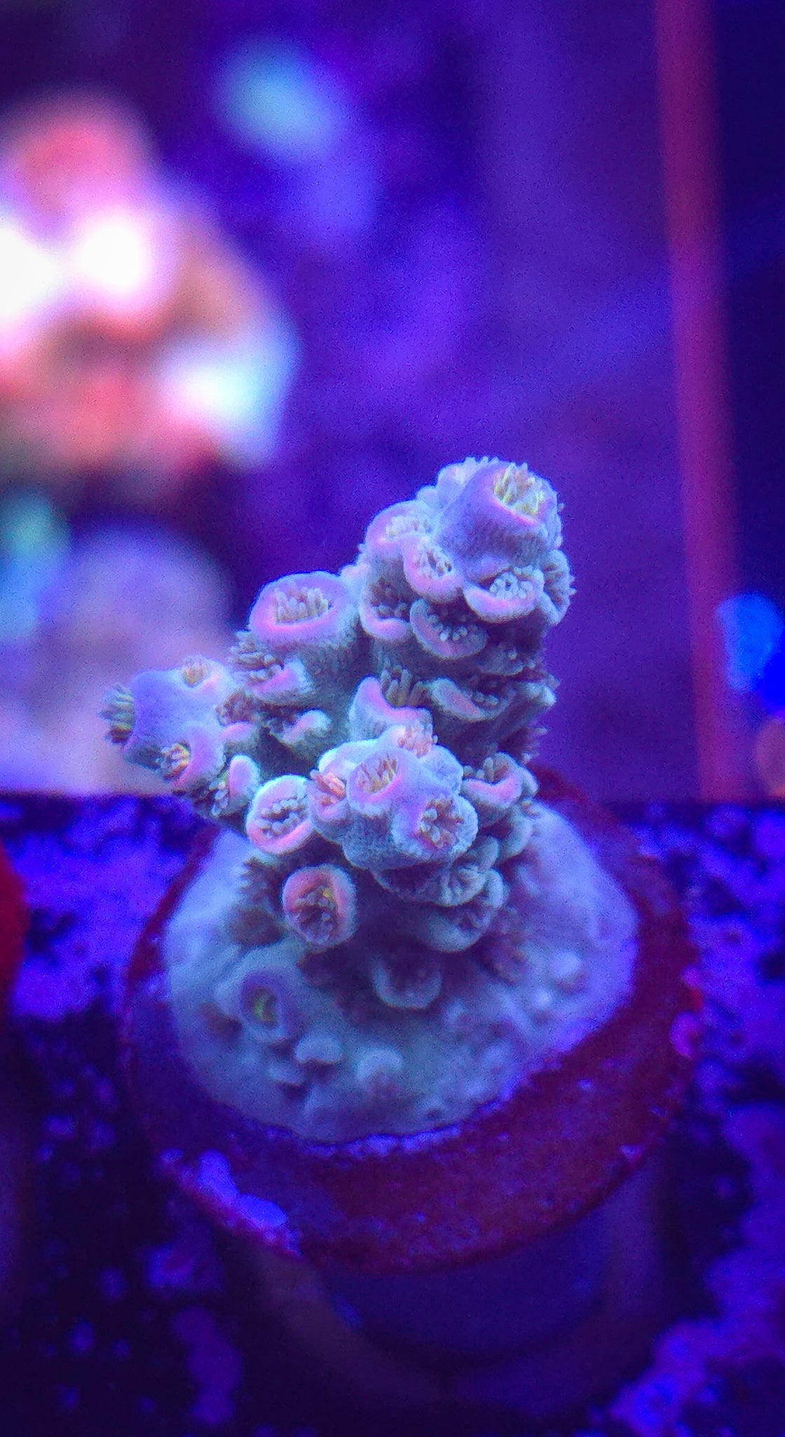 AC Galaxy Quest Acro WYSIWYG