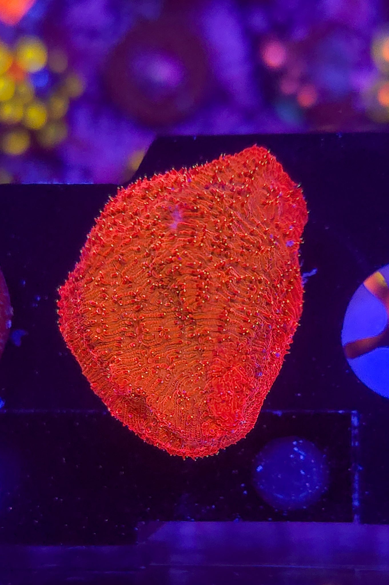 AC Freak Hair Pavona #2 WYSIWYG