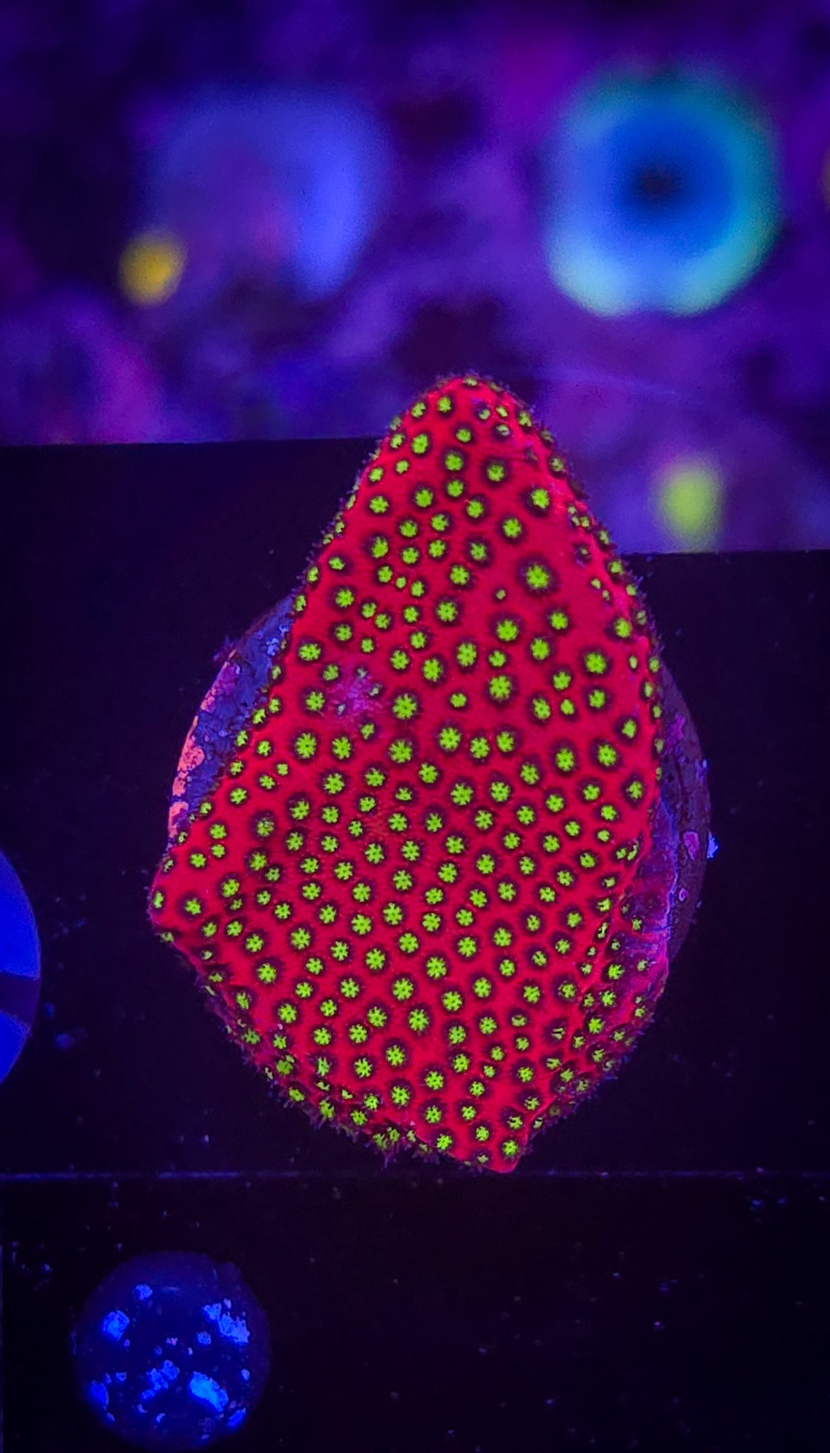 AC Electric Daisy Stylocoeniella WYSIWYG