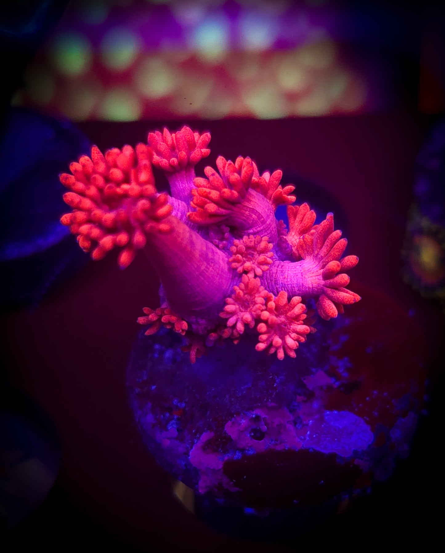 AC Hot Pink Goniopora WYSIWYG