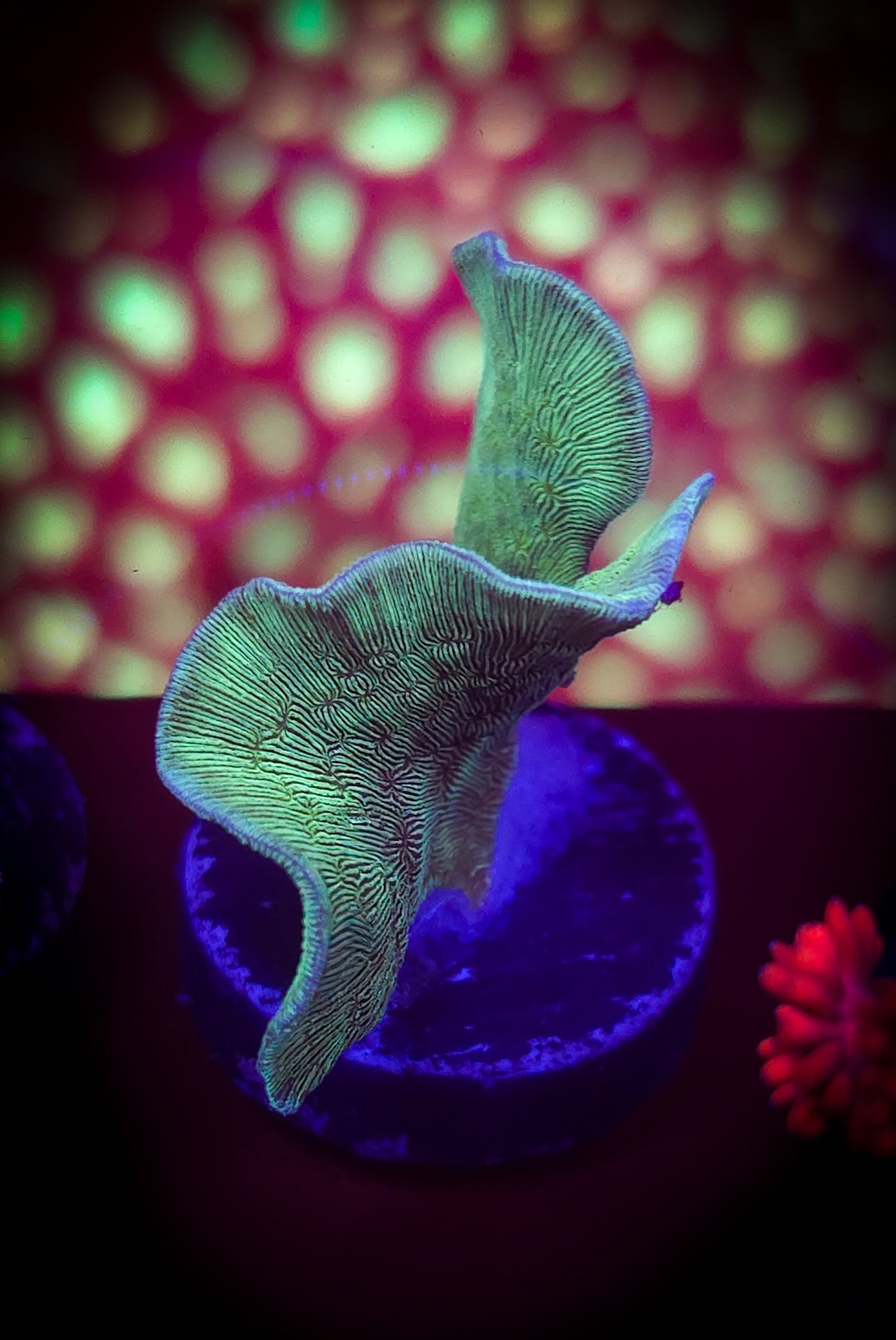 AC Mint Chip Pavona WYSIWYG