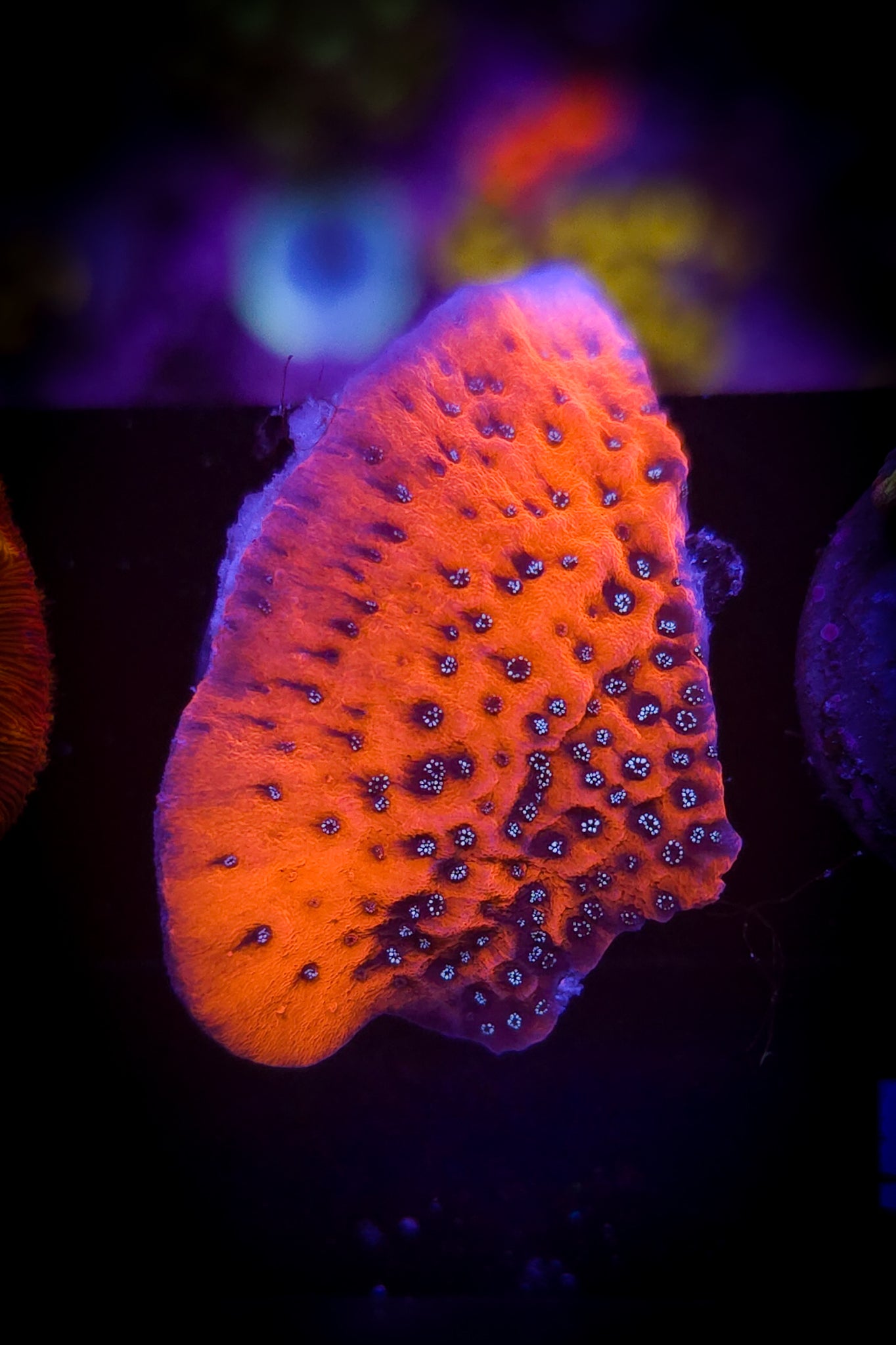 AC Cherry Tree Montipora WYSIWYG