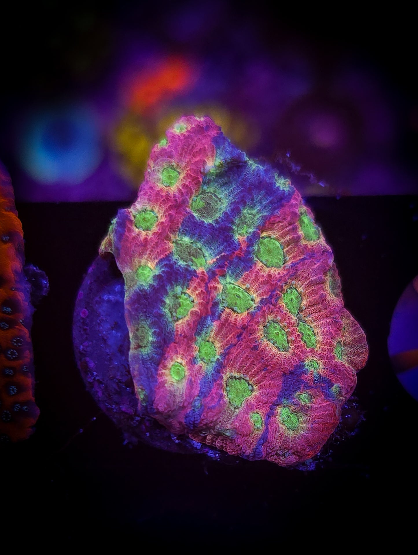 AC JF Dayglo Favites WYSIWYG