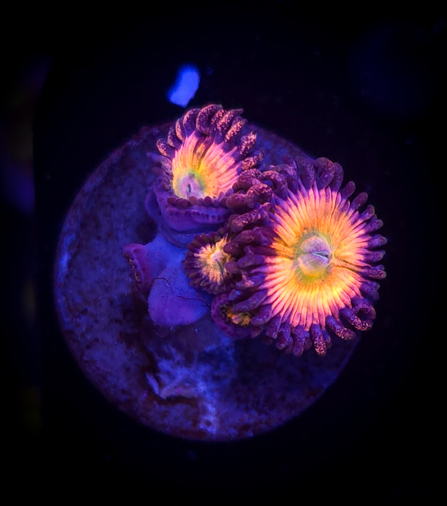 AC Rainbow Infusion Zoa WYSIWYG