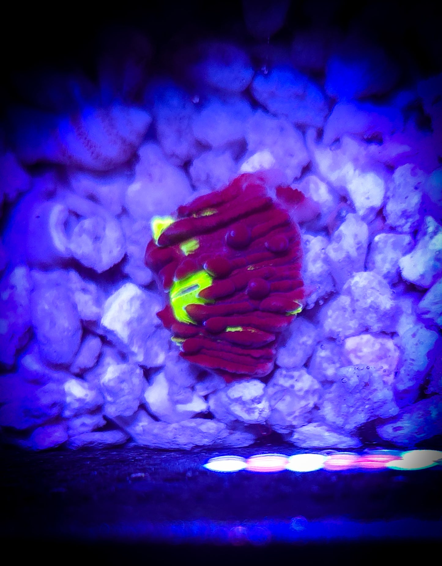 AC Neon Toxic Diaseris Plate WYSIWYG