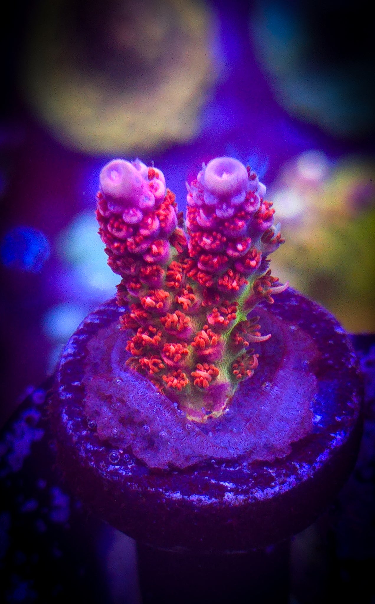 AC TSA Princess Peach Acro WYSIWYG