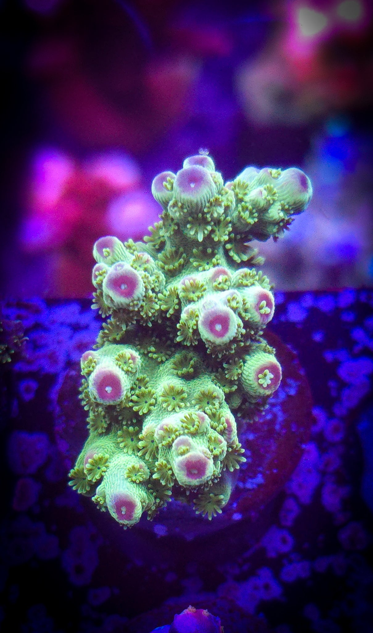 AC Av99 Orange Crush Acro WYSIWYG