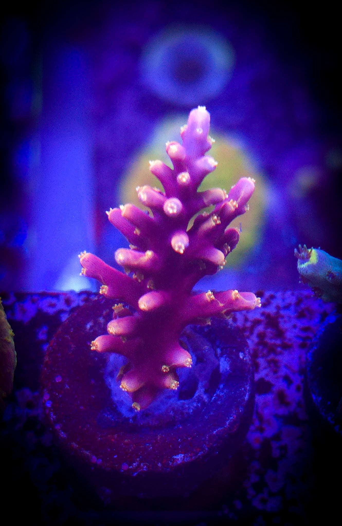 Coral : Acro : WWC Little Red Ferrari #2 : WYSIWYG : AC