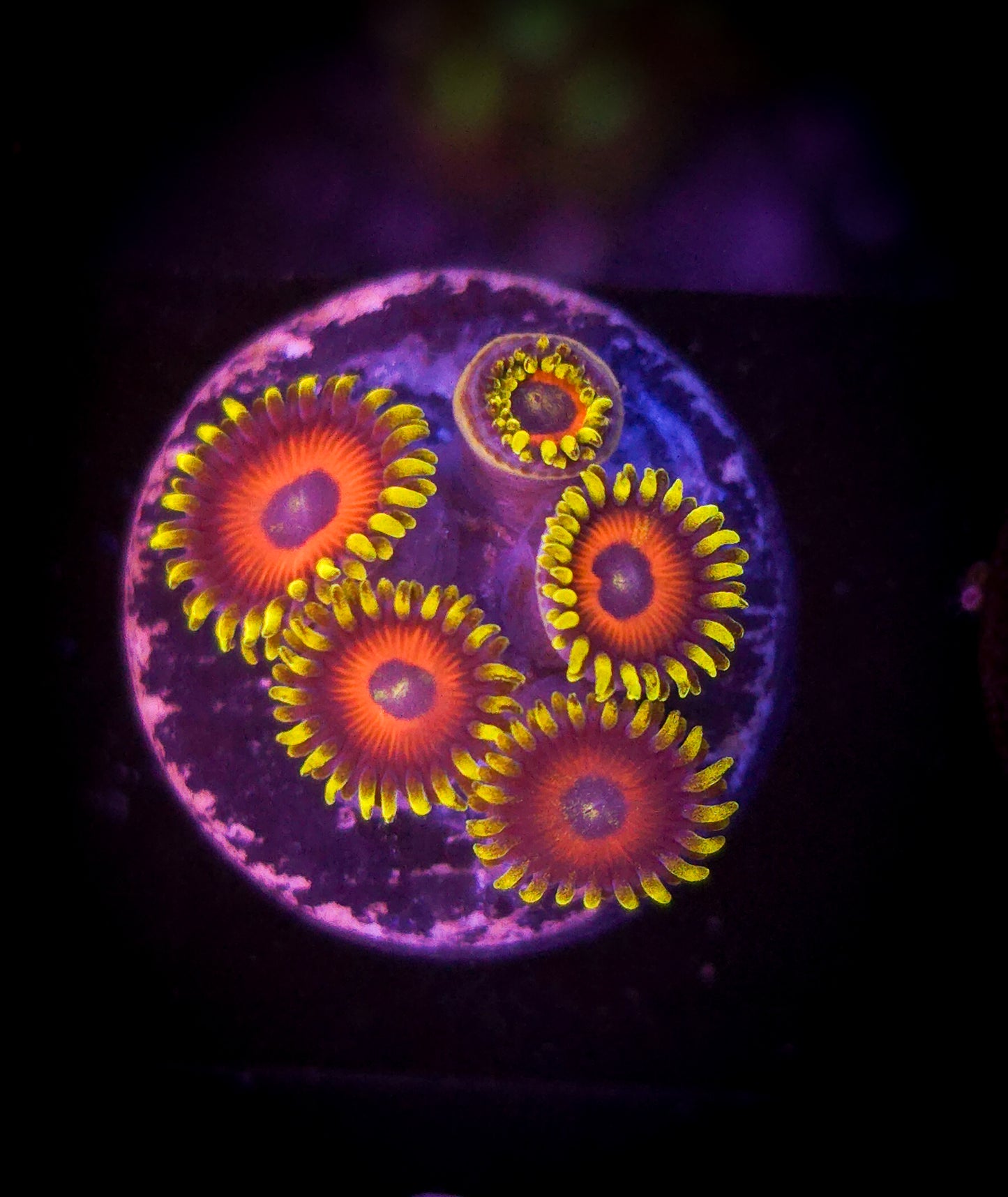 AC Super Saiyan Zoa #2 WYSIWYG