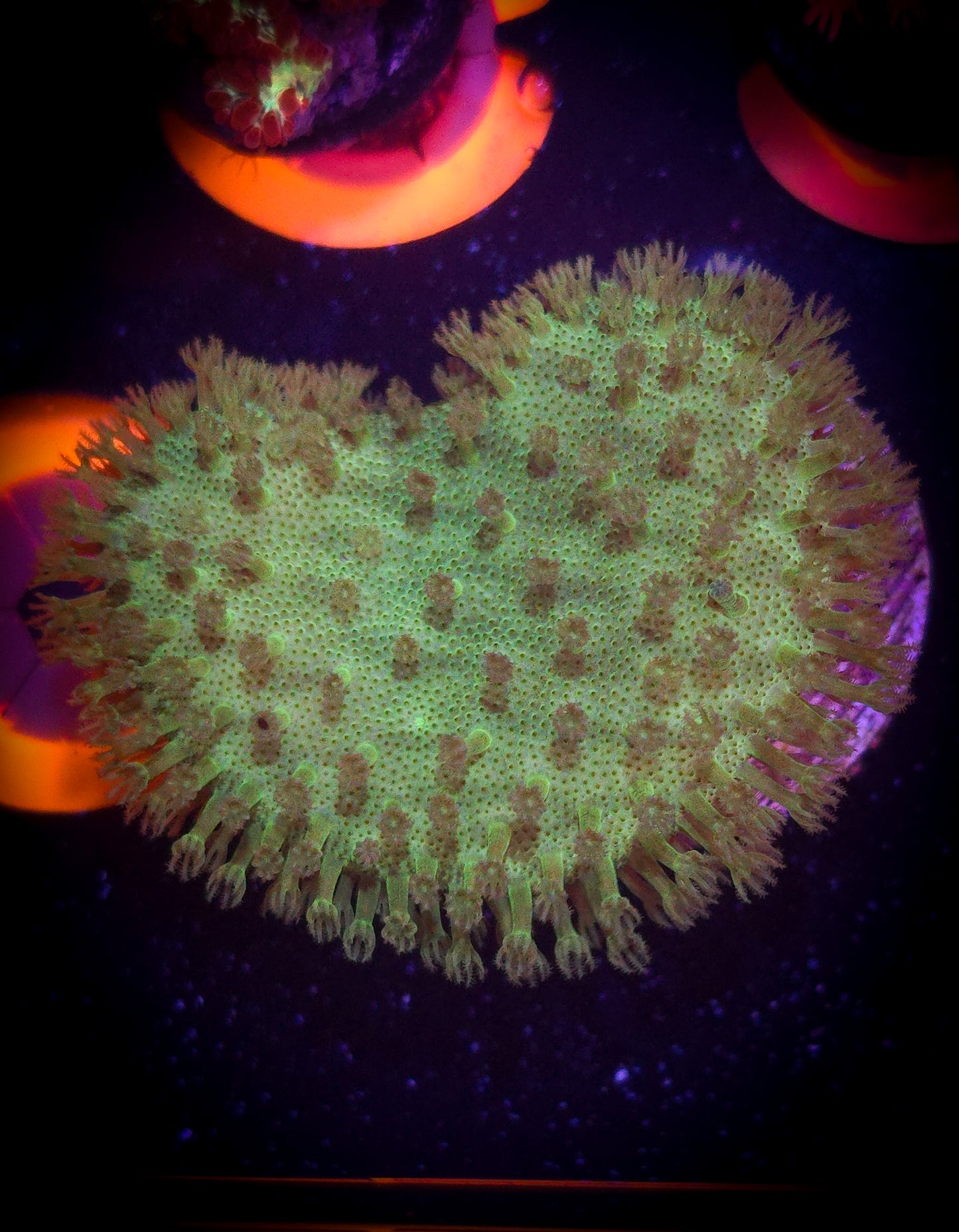 Coral : Leather : Toadstool : WYSIWYG : AC