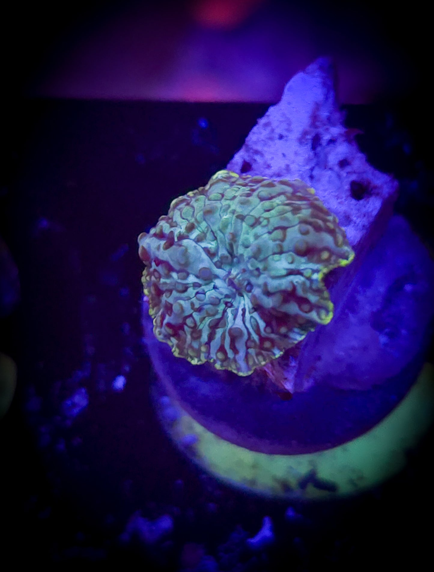 AC Emerald Green Mushroom WYSIWYG