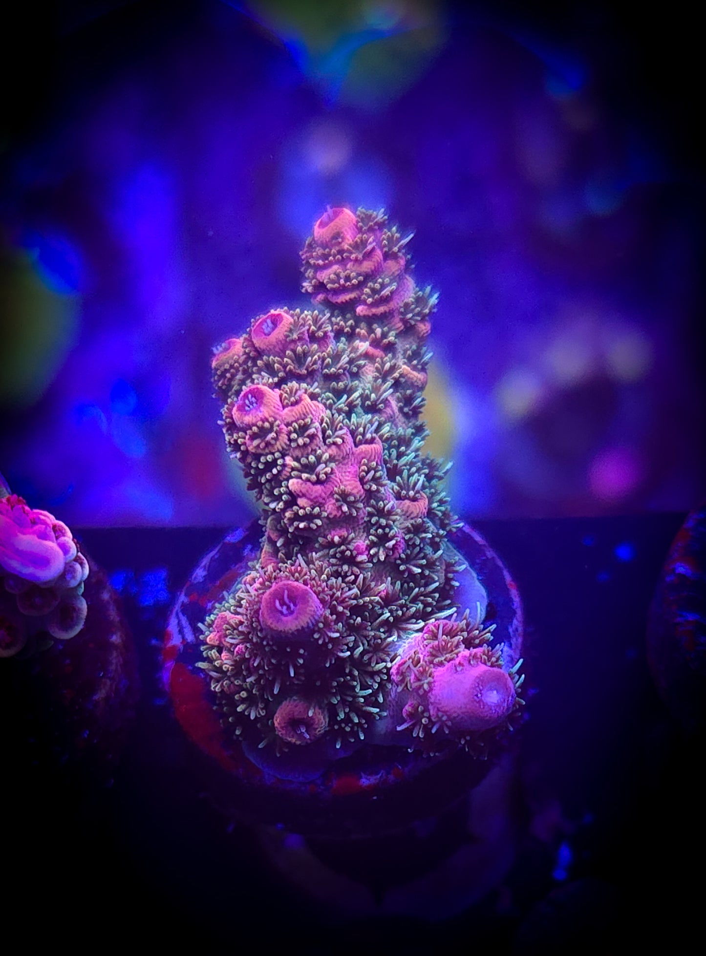 AC Man of Steel Acro WYSIWYG