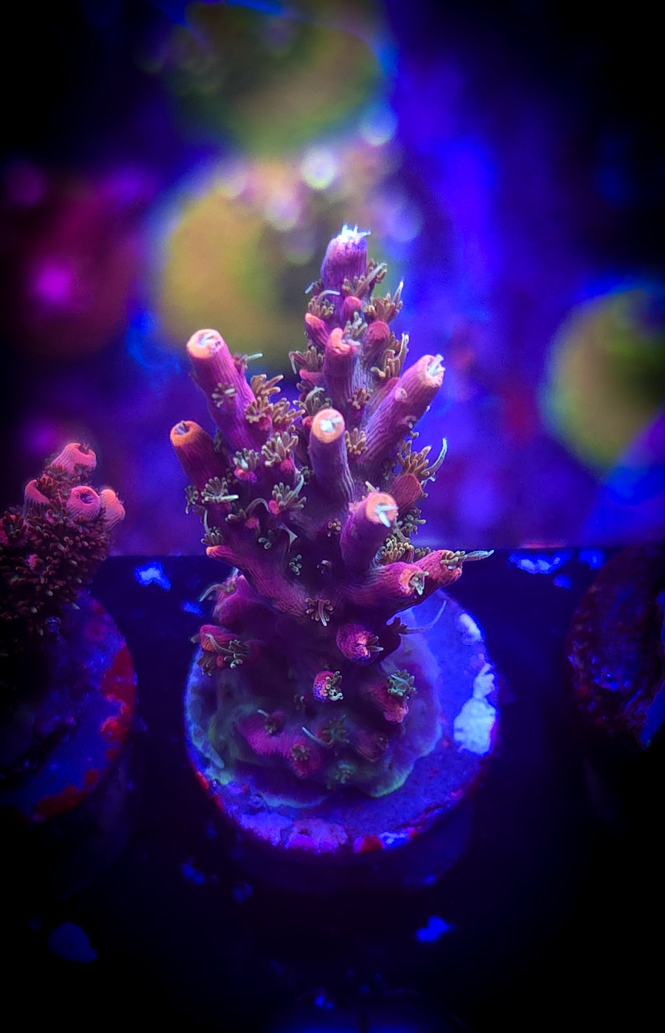 AC POTO Dino Fury Acro #2 WYSIWYG