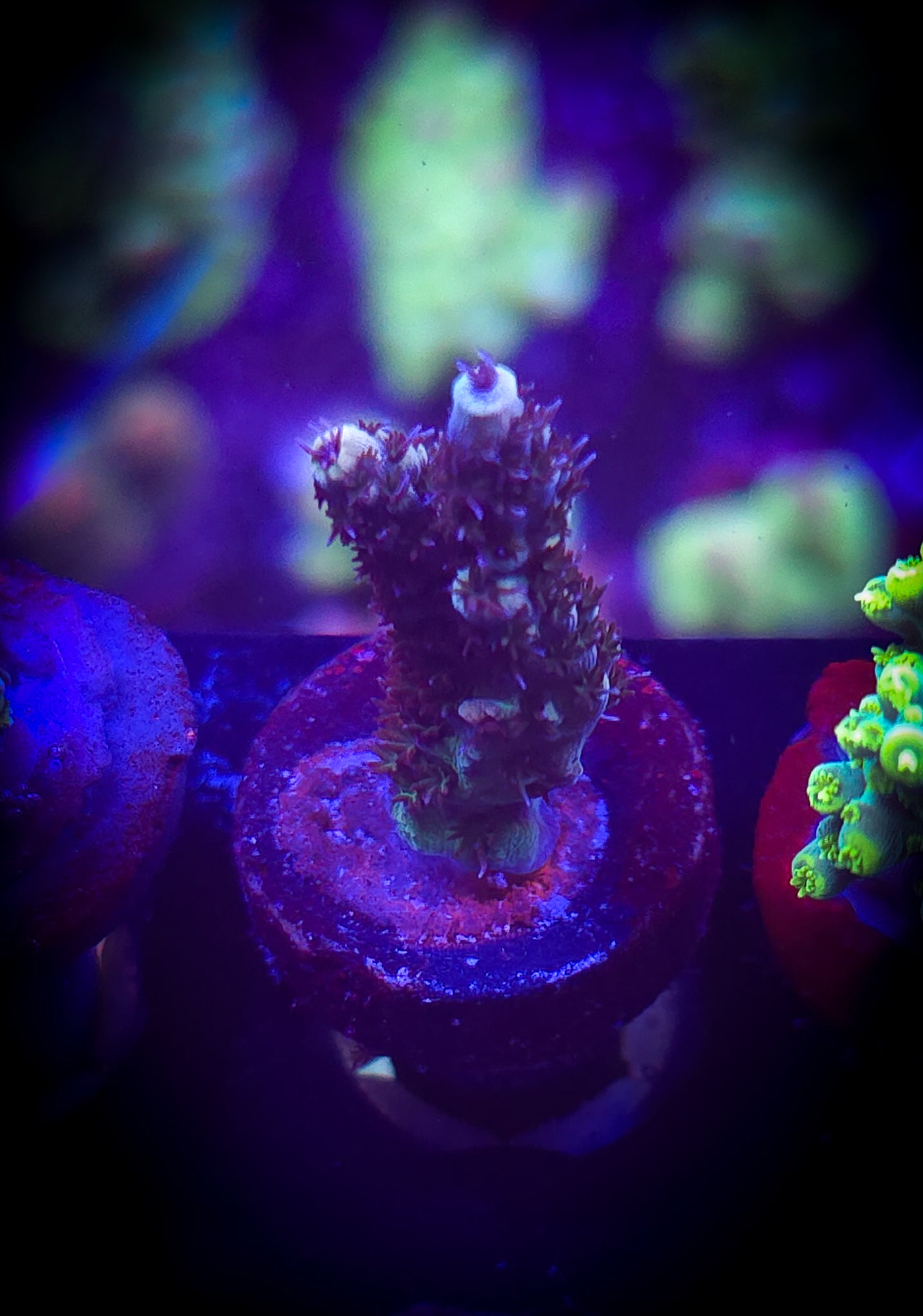 AC Limit Breaker Acro #2 WYSIWYG