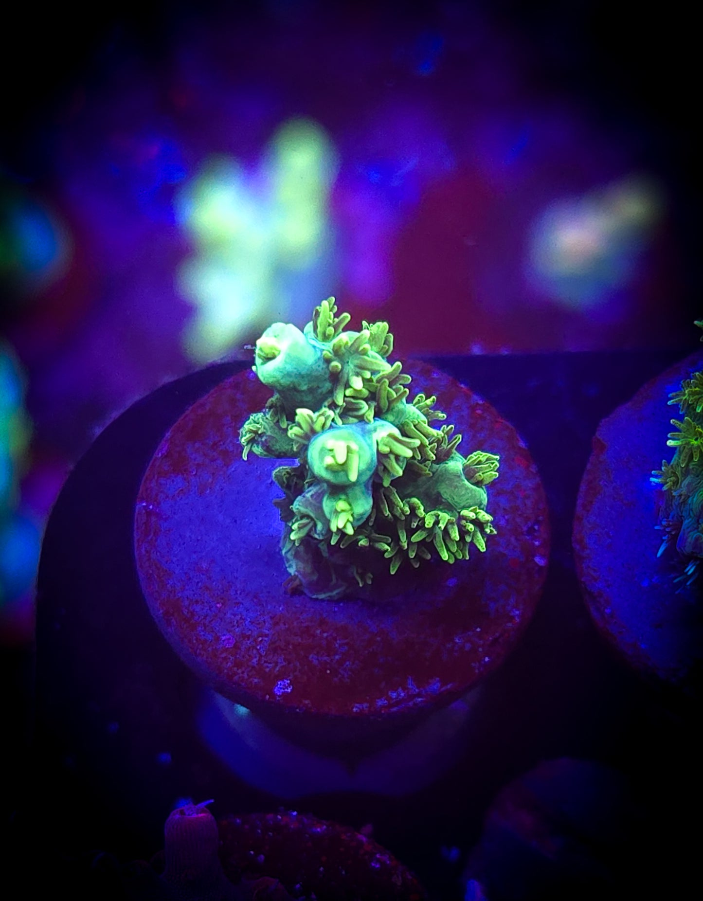 AC Equilibrium Acro WYSIWYG