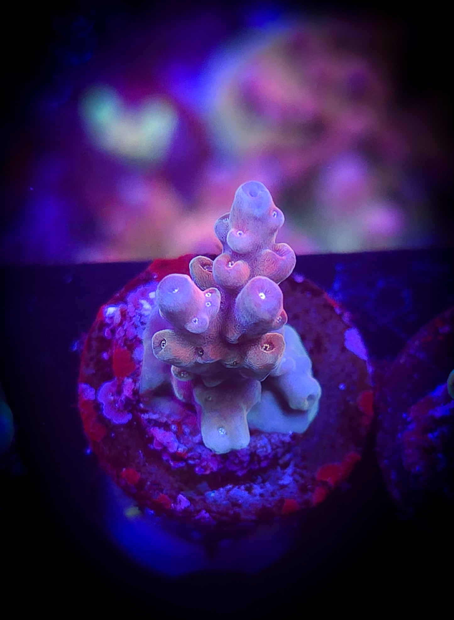 AC Poto Flamethrower Acro WYSIWYG