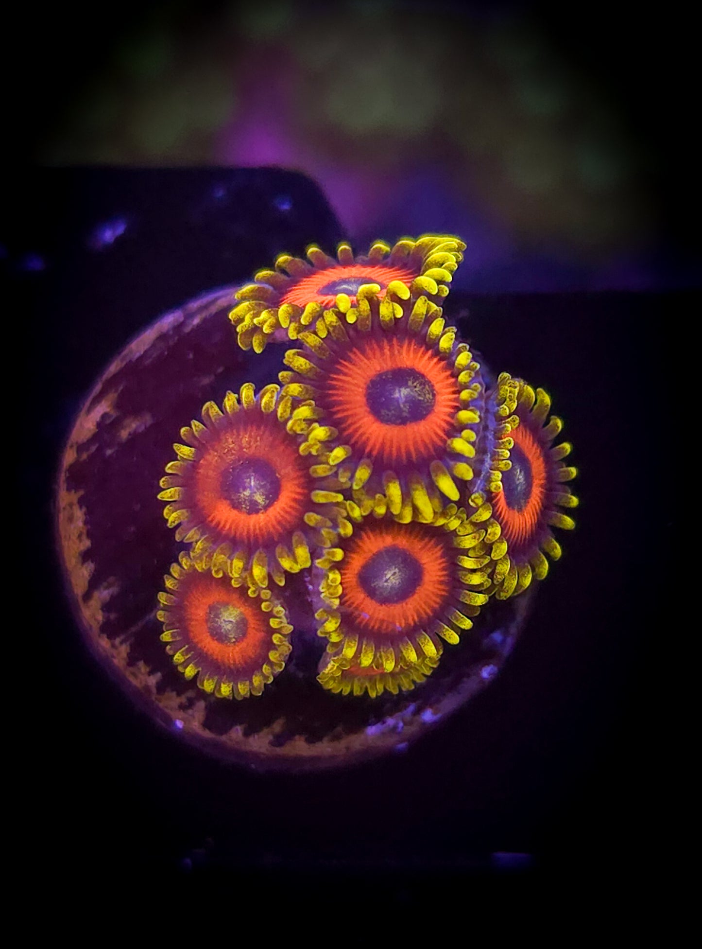 AC Super Saiyan Zoa WYSIWYG