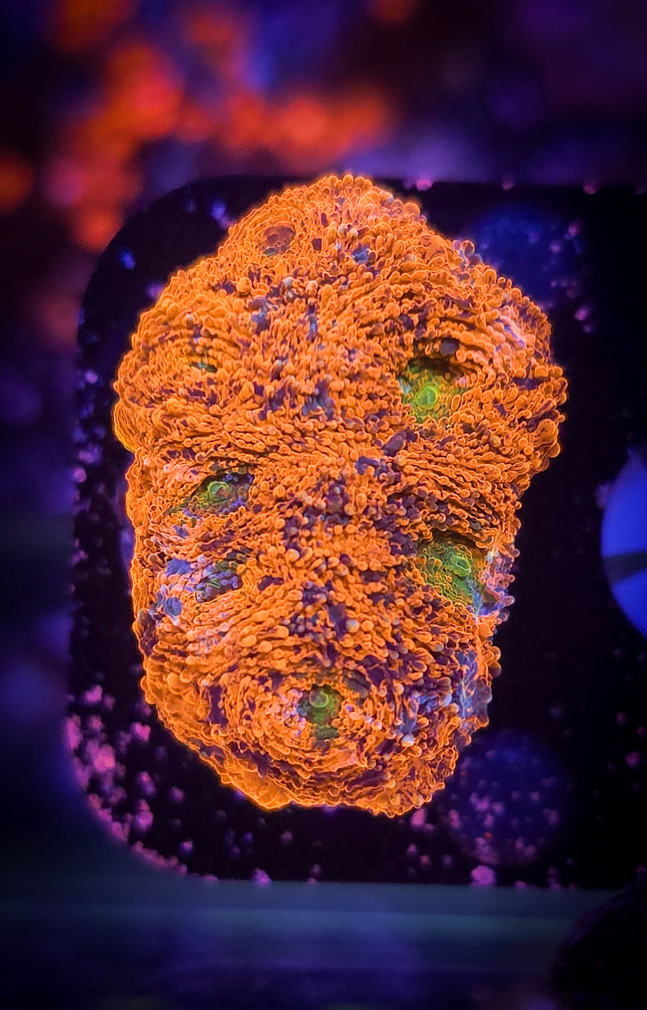 AC Rainbow Echinata WYSIWYG