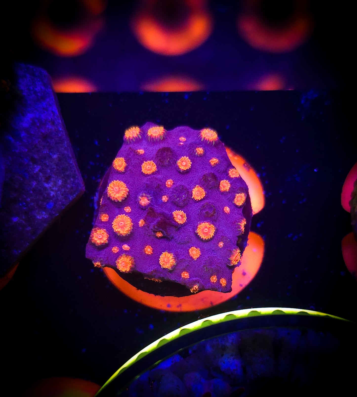 AC Bizarro Cyphaestrea WYSIWYG