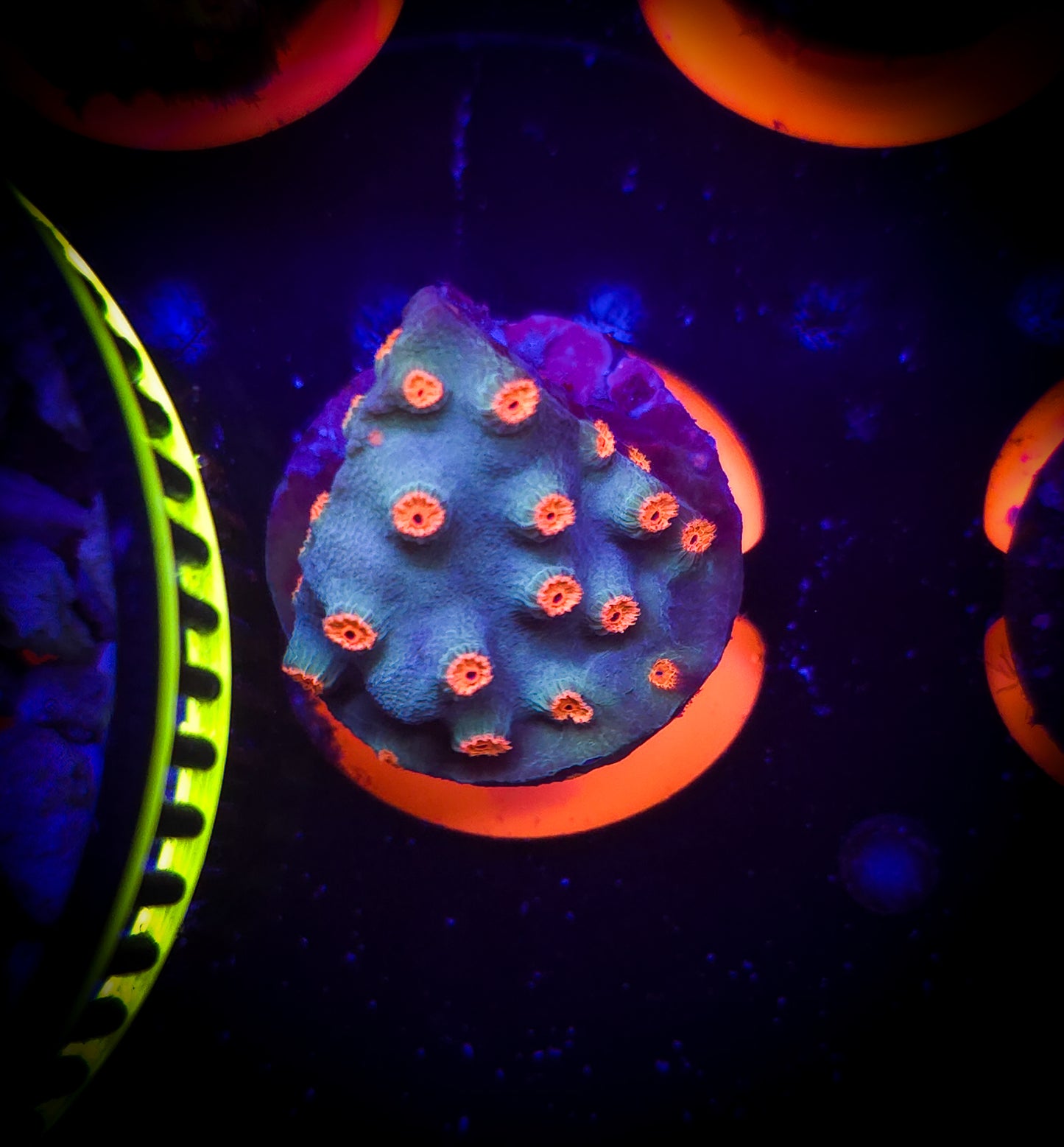 AC Meteor Shower Cyphaestrea WYSIWYG