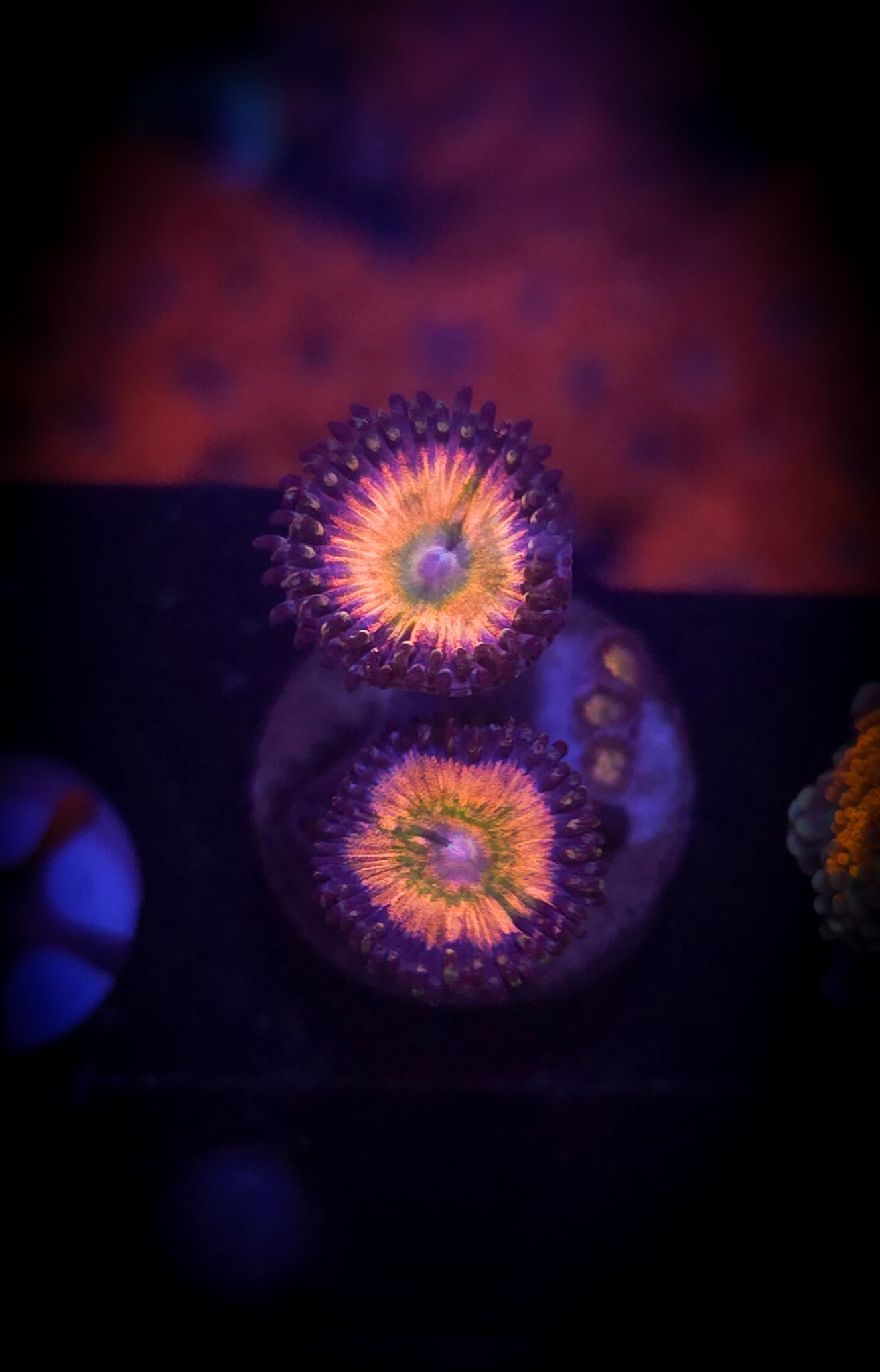 AC Rainbow Infusion Zoa #2 WYSIWYG
