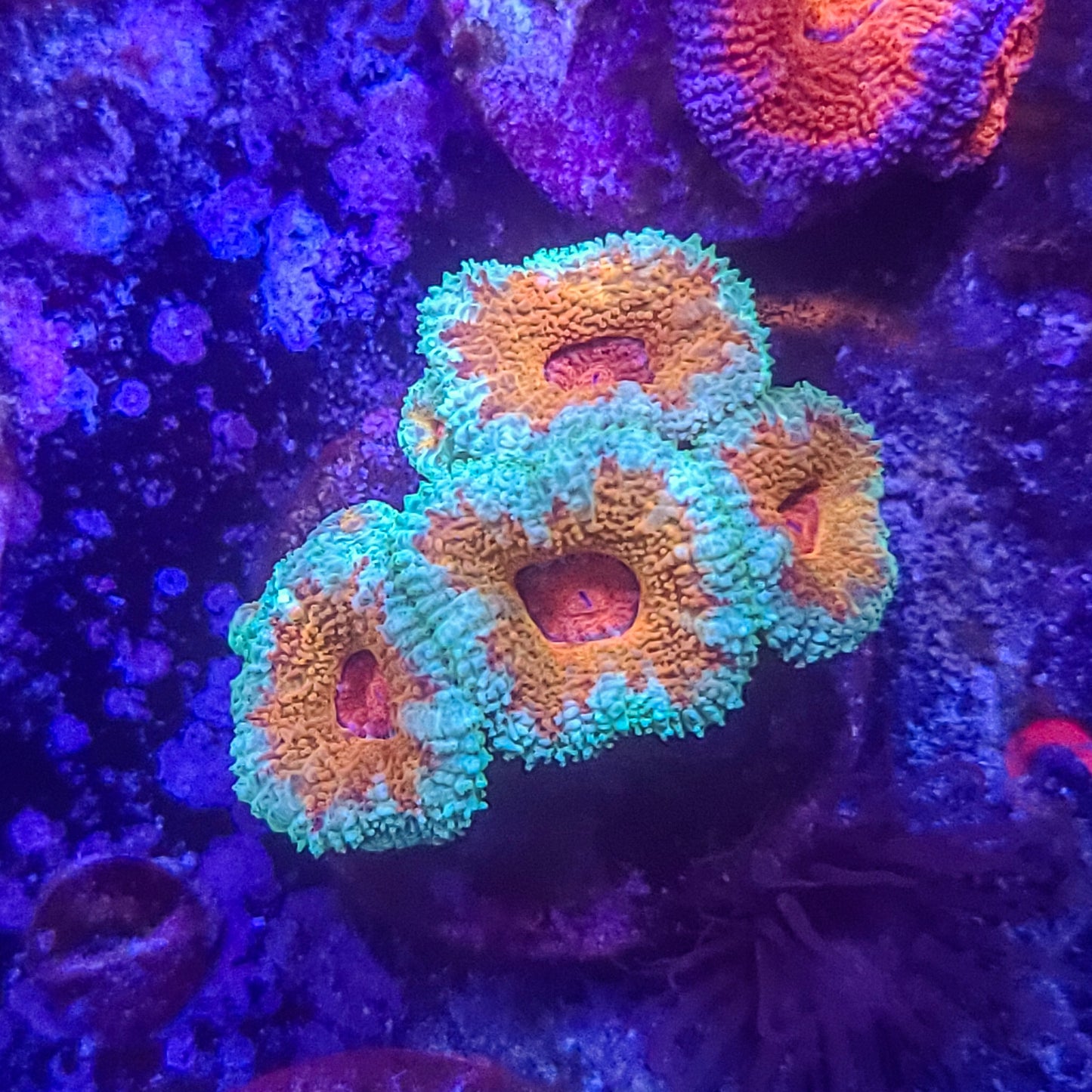 Acan: Snuggles 022 2J