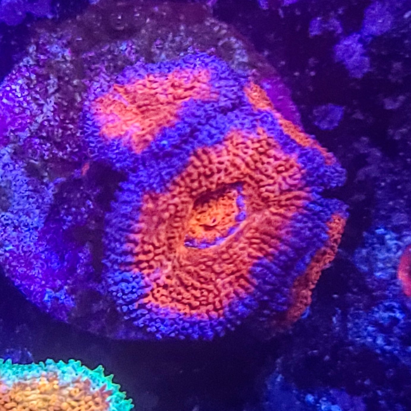 Acan: Super Powers 022 3J