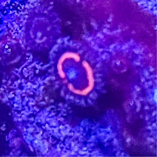 Zoanthid: Armour of God 022 12F