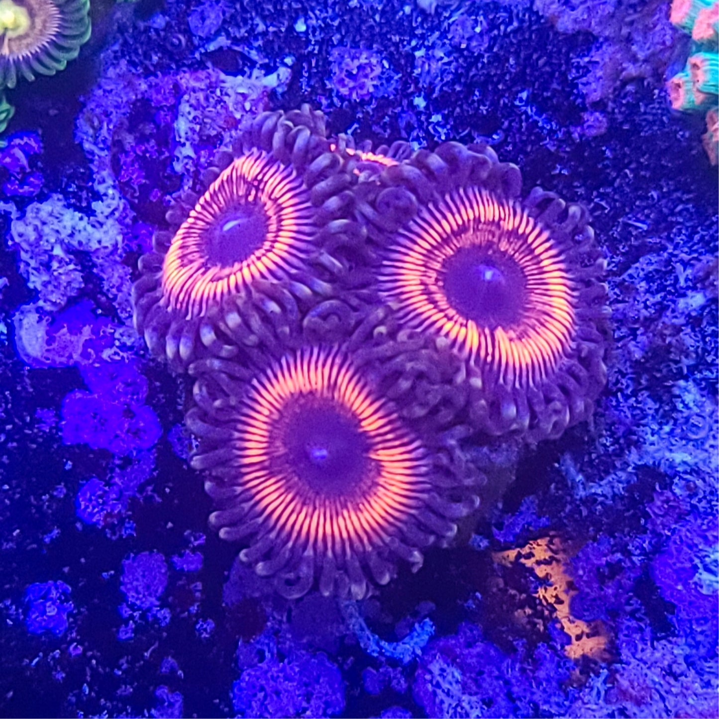 Zoanthid: Armor of God 022 8B