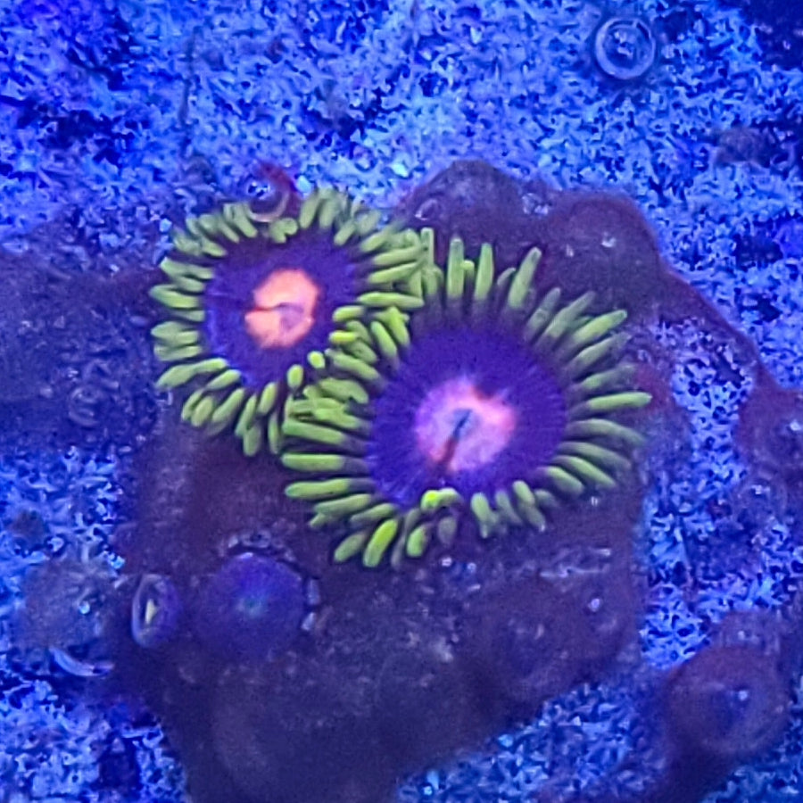 Zoanthid: Blow Pops 022 10E