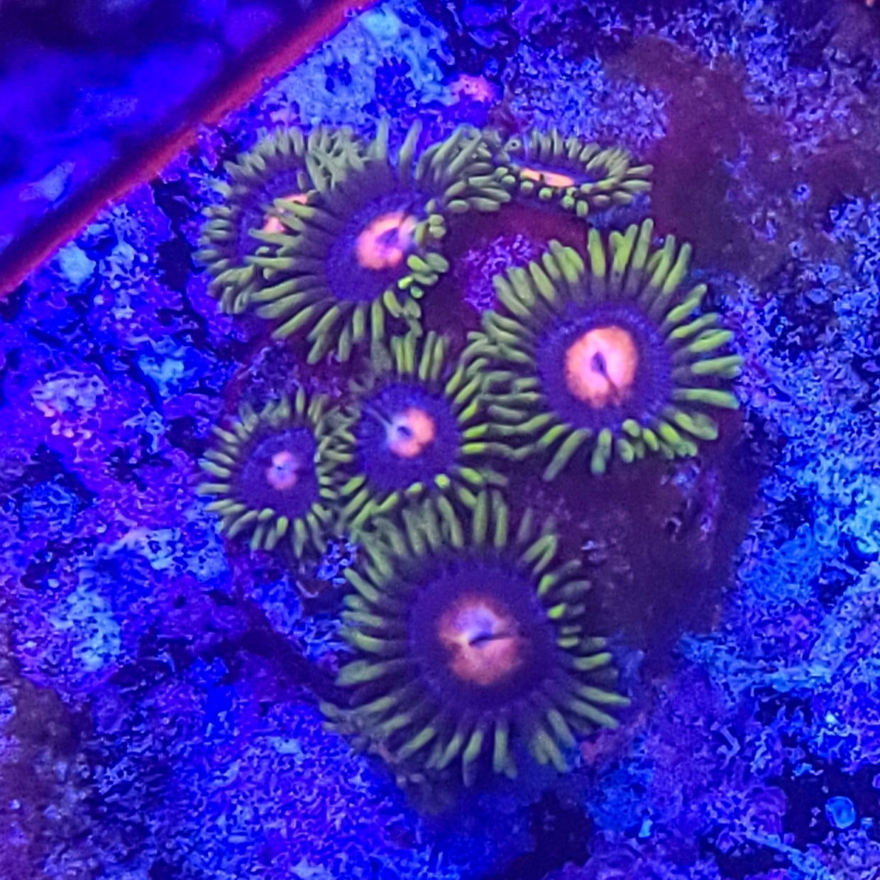 Zoanthid: Blow Pops 022 13A