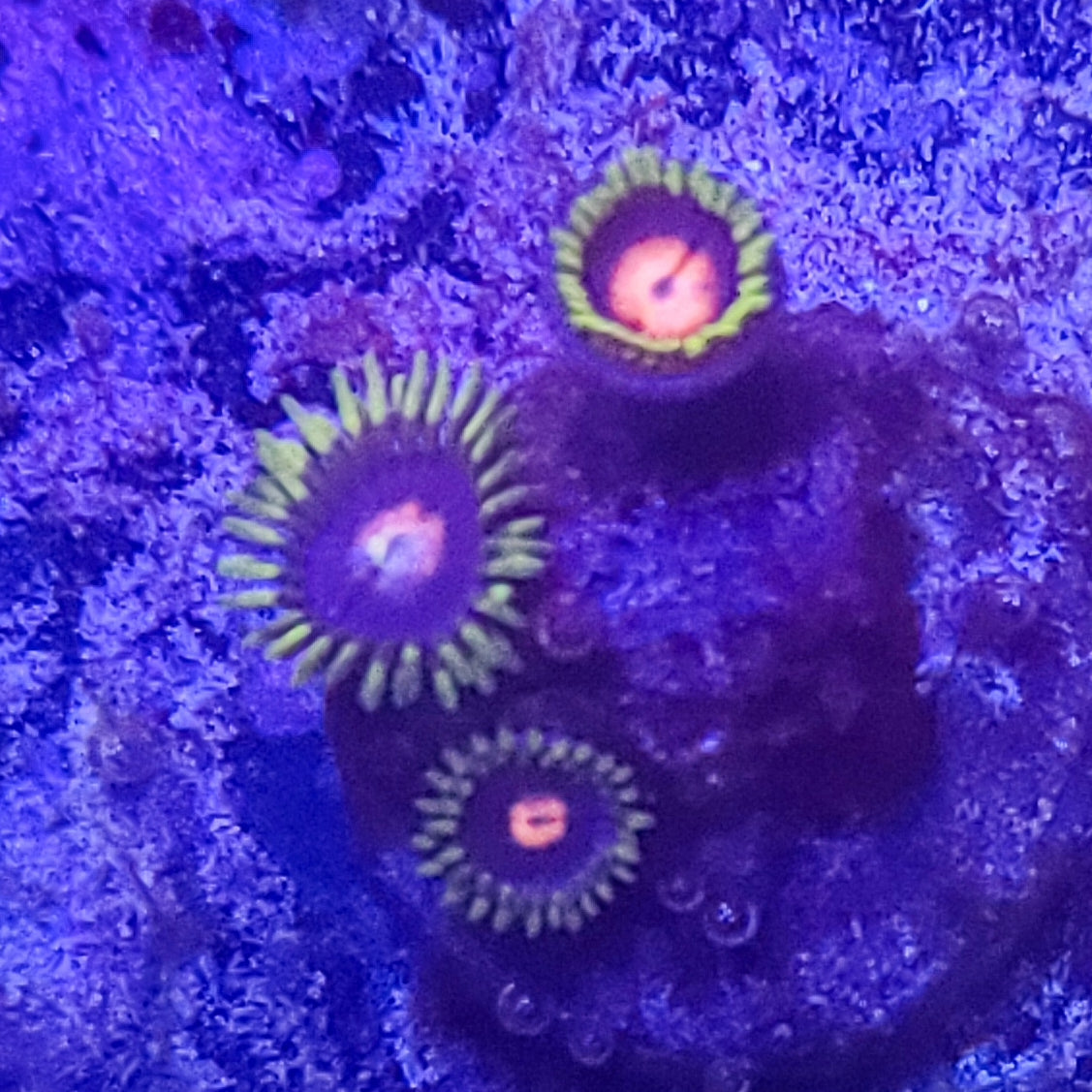 Zoanthid: Blow Pops 022 7E