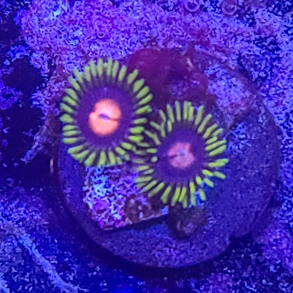 Zoanthid: Blow Pops 022 8E
