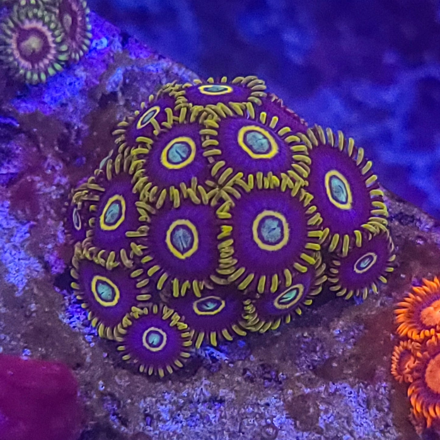 Zoanthid: Blue Hornets 022 15B