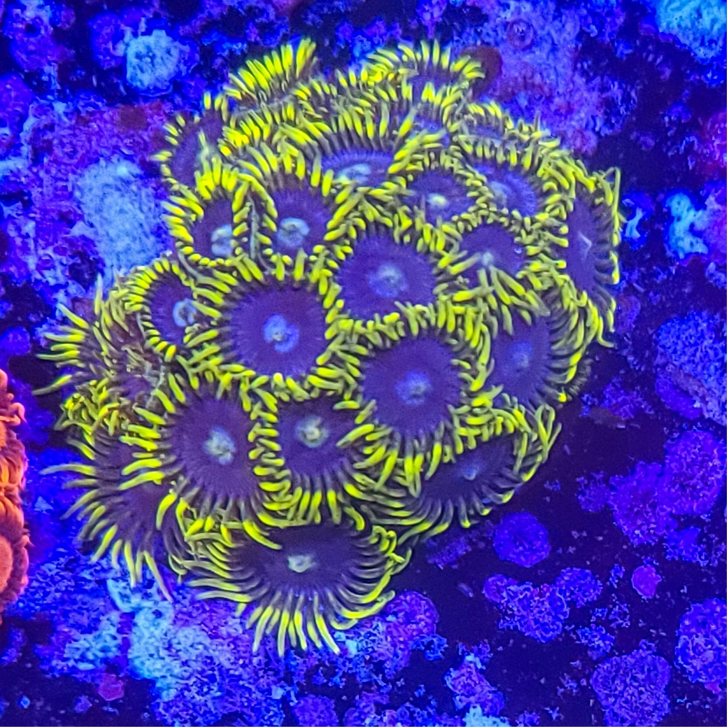 Zoanthid: Blueberry Fields 023 5B