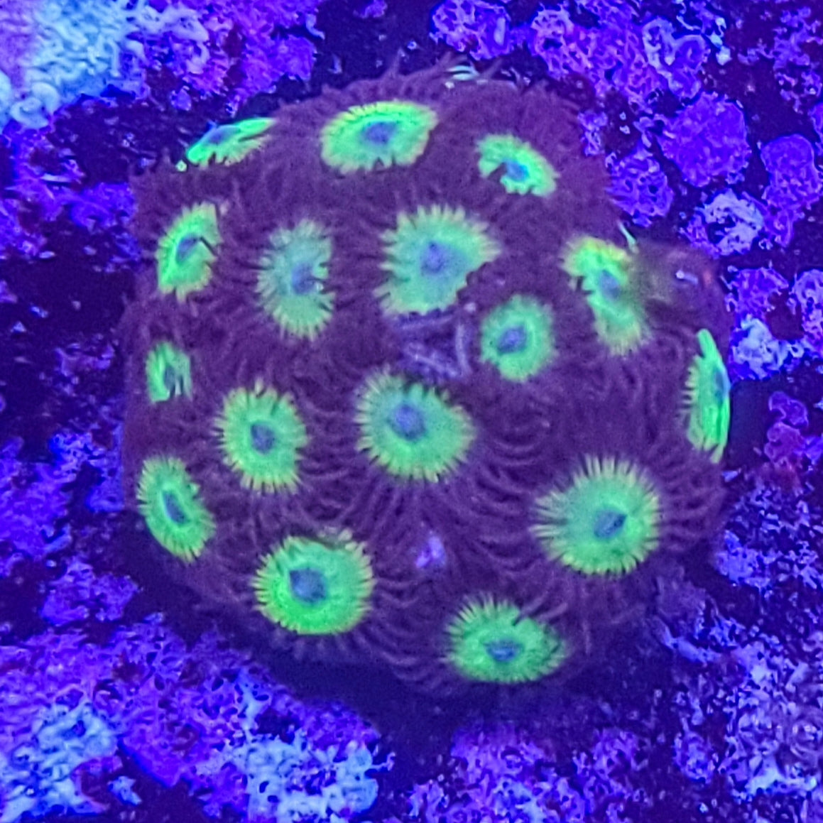 Zoanthid: Bob Marley 023 10D