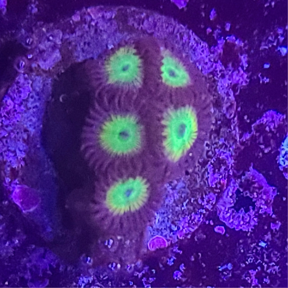 Zoanthid: Bob Marley 023 12F